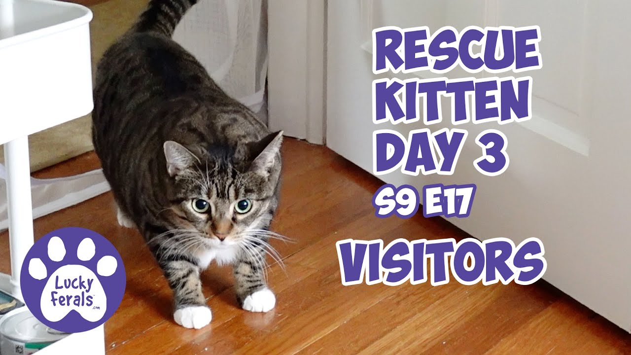 Спасение котят. День 3. Гости и новый игровой коврик. Видеоблог Lucky Ferals Cat Family S9 E17