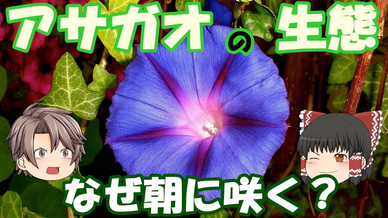 【ゆっくり解説】アサガオはなぜ朝に咲くのか？ヒルガオ・ユウガオ・ヨルガオとの違いは？