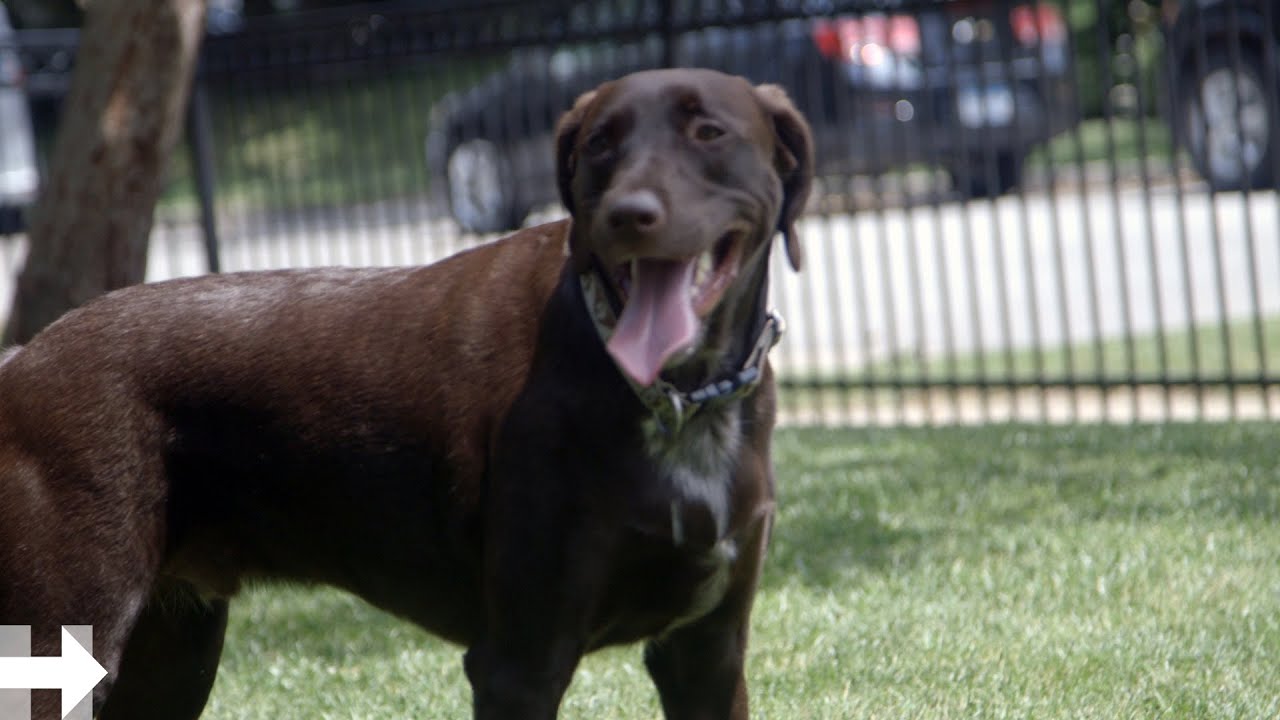 Hillary Meets the Famous Dog from her Campaign Launch Video | Hillary Clinton