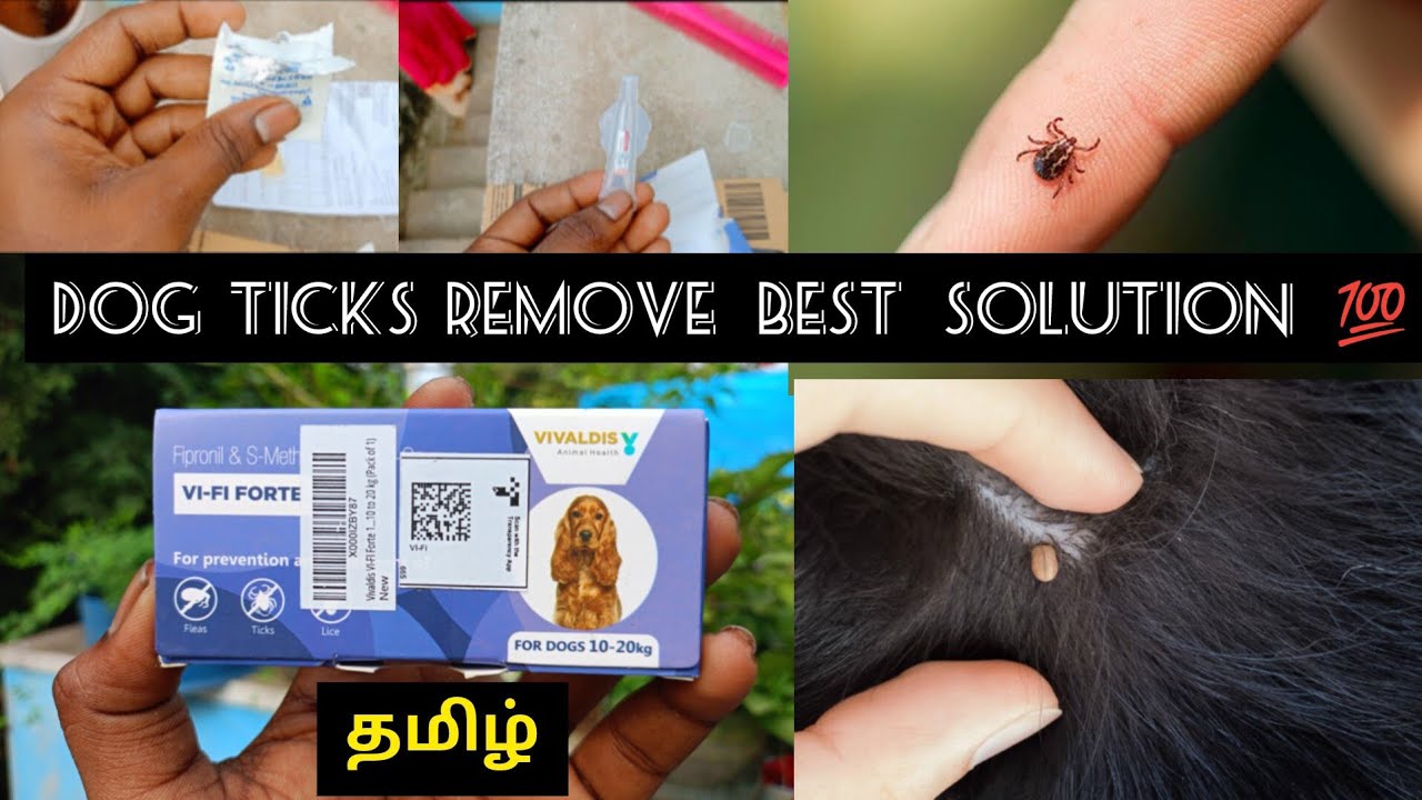 🐕Dog Ticks Remove Best Solution 💯 ||  தமிழ் ||  How to Use Spot on  || தமிழ் || 🐕🐩