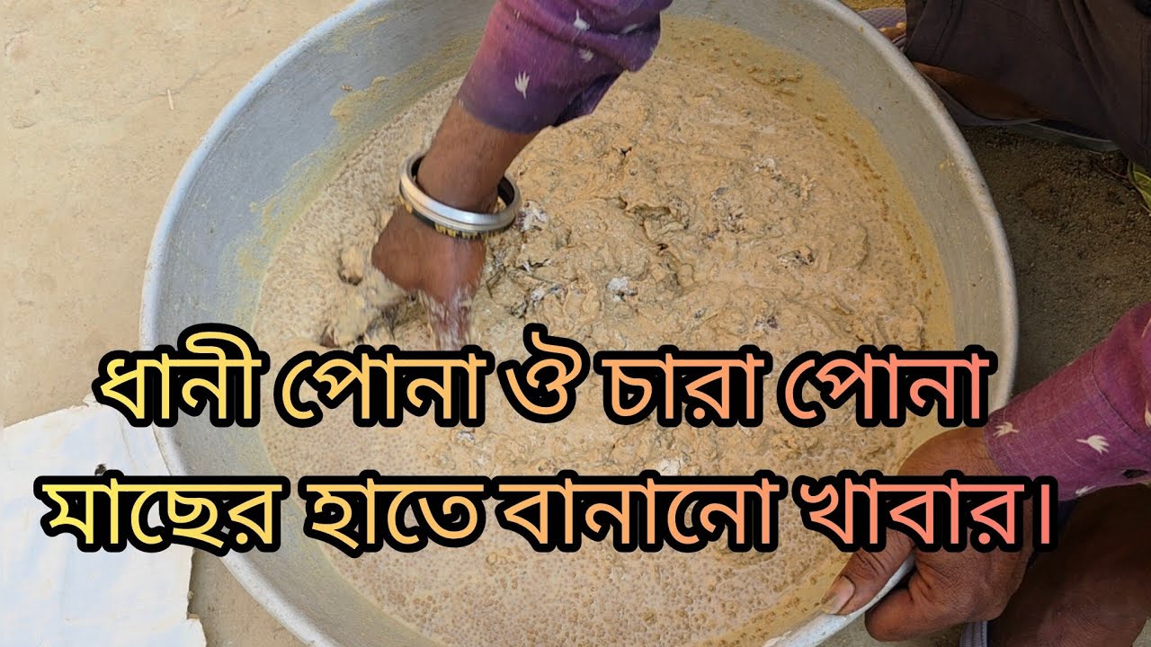 ধানী পোনা ঔ চারা পোনা মাছের হাতে বানানো খাবার।#villagefarmingvlogs 