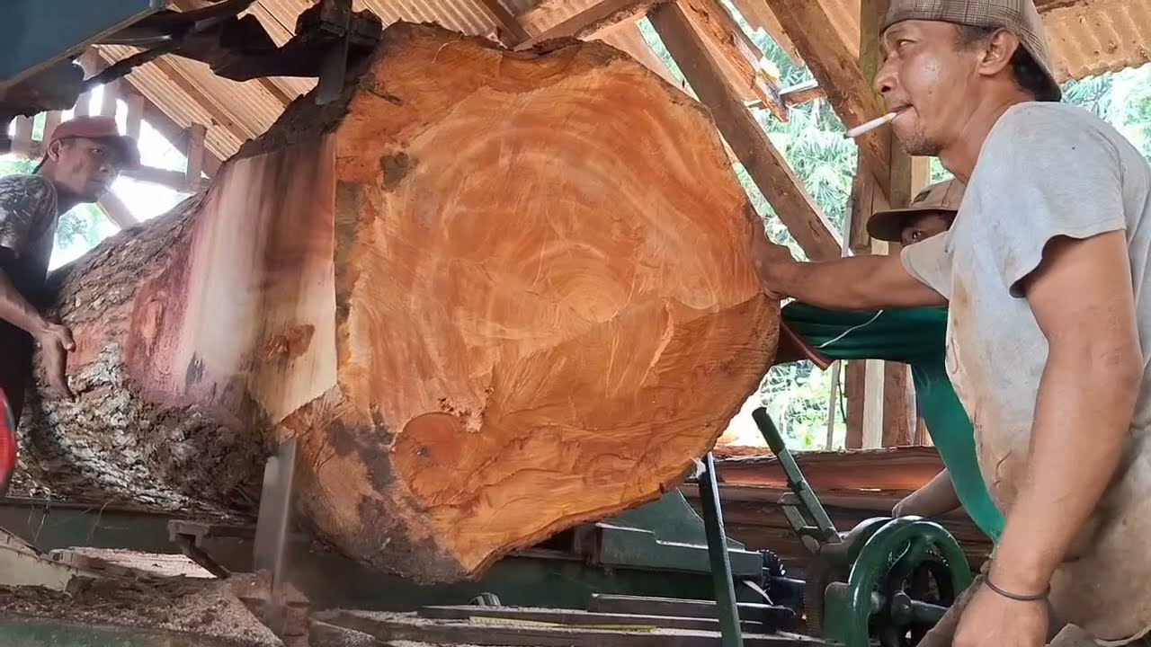 The processs of making super jumbo mahogony wood planks in the sawmill 