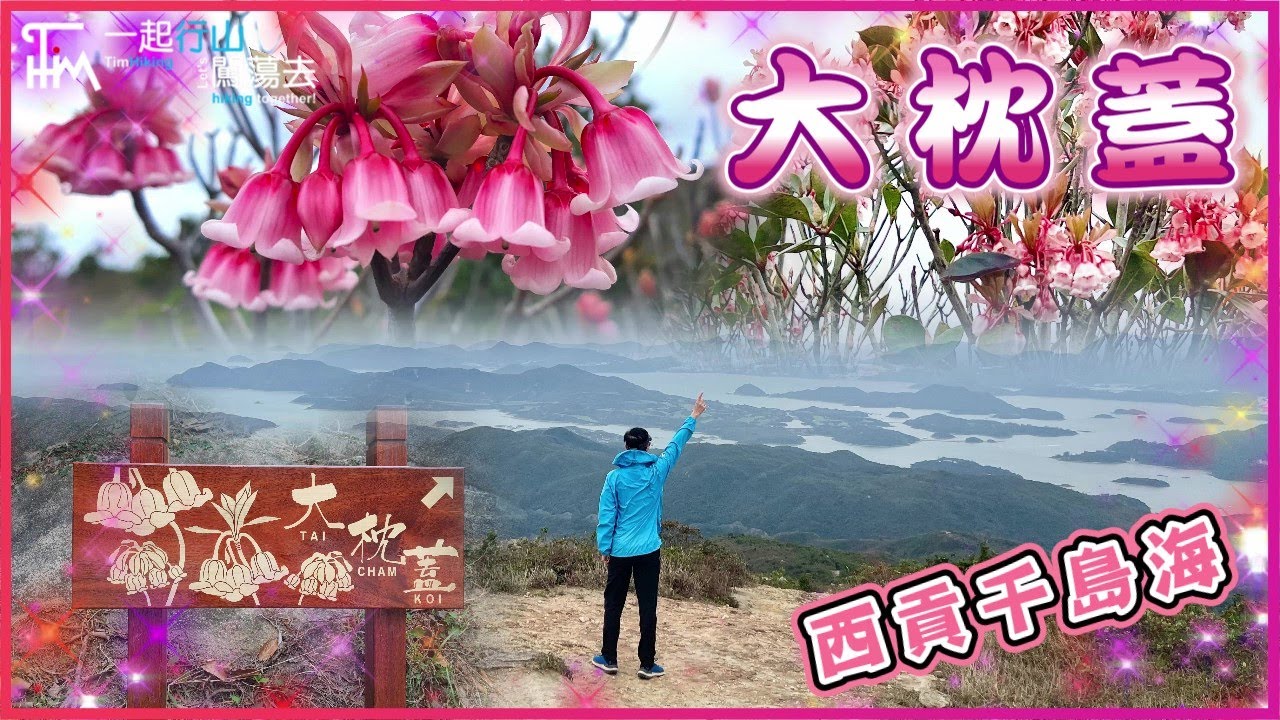 【醉人全海景】大枕蓋🥀吊鐘花 | 全港最大最集中吊鐘林 有數百棵吊鐘花樹 | 超美海景行山 可媲美太墩的西貢版千島海 | TimHiking