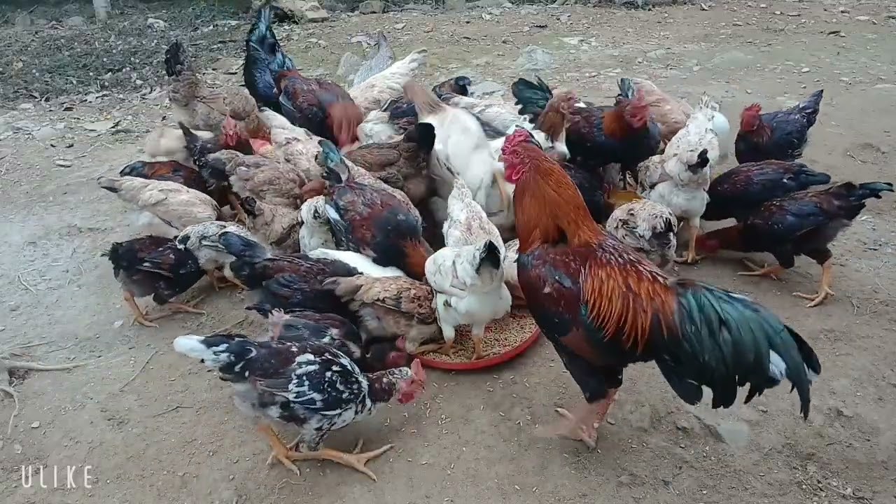 Mỗi buổi sáng mất 15 phút cho gà ăn