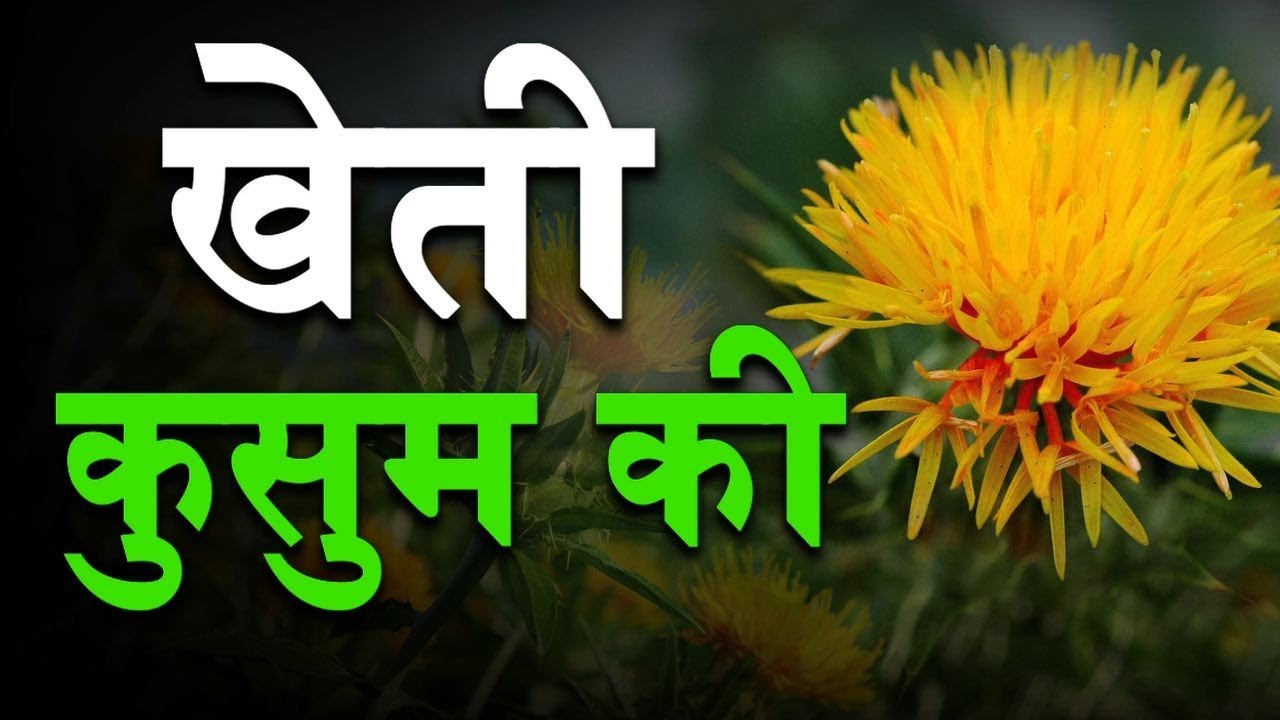 Kisan करें कुसुम की खेती है अच्छा मुनाफा | Farming Practices for Safflower Cultivation