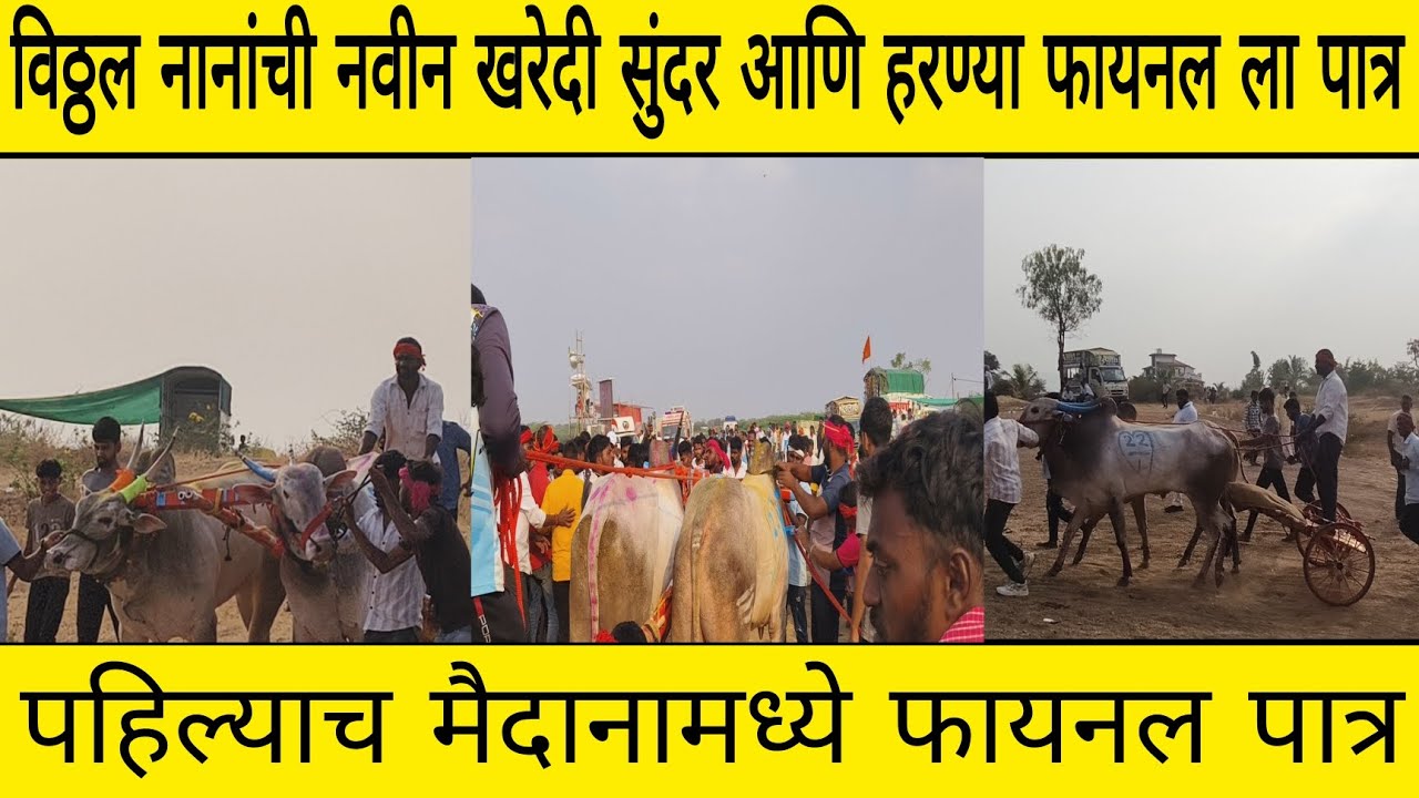 विठ्ठल नानांची नवीन खरेदी सुंदर आणि हरण्या फायनल ला पात्र गाडीला  काय स्पीड लागलेलं आज #bailgada 