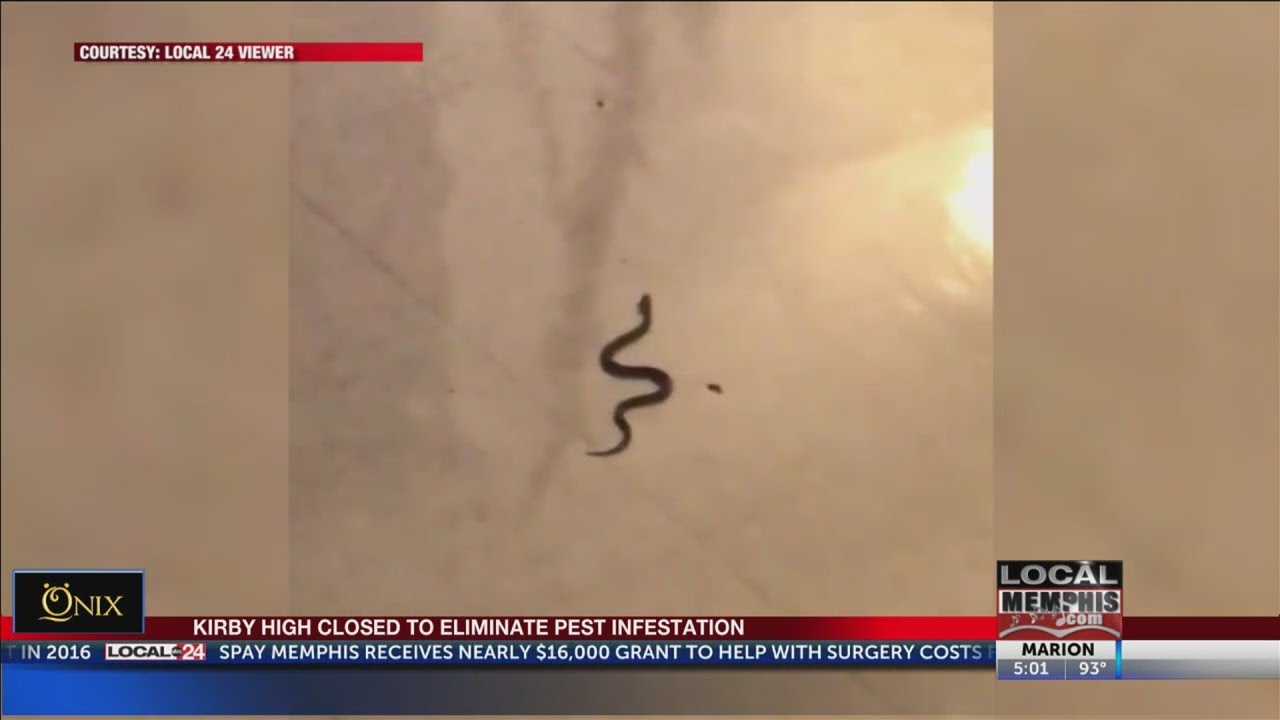 SCS Closes Kirby High After Reports Of Pest Problems