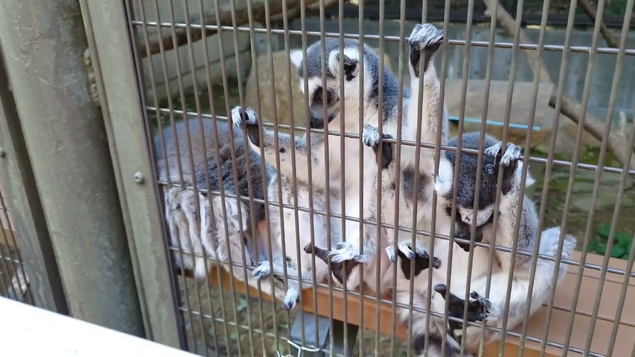 とくしま動物園ワオキツネザル