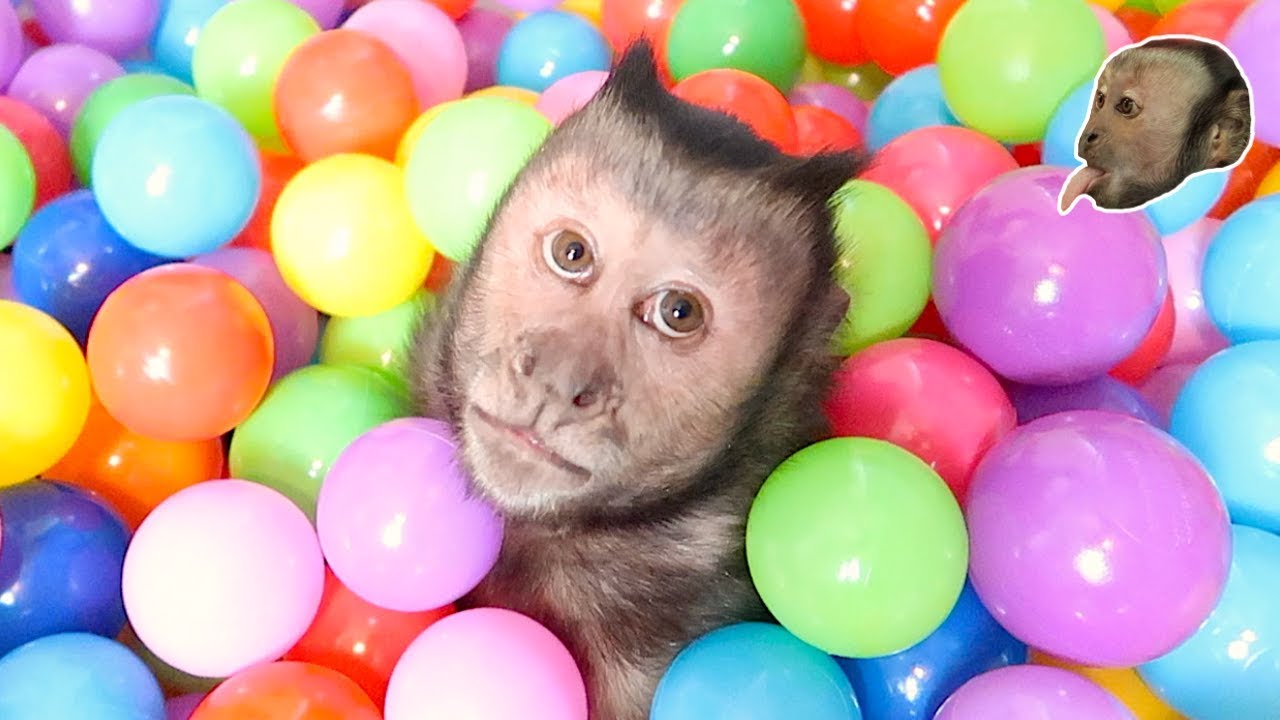 Monkey Ball Pit FUN!