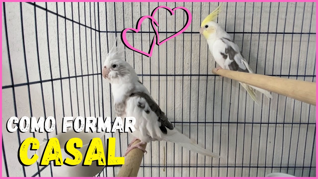 COMO FORMAR CASAL DE CALOPSITA