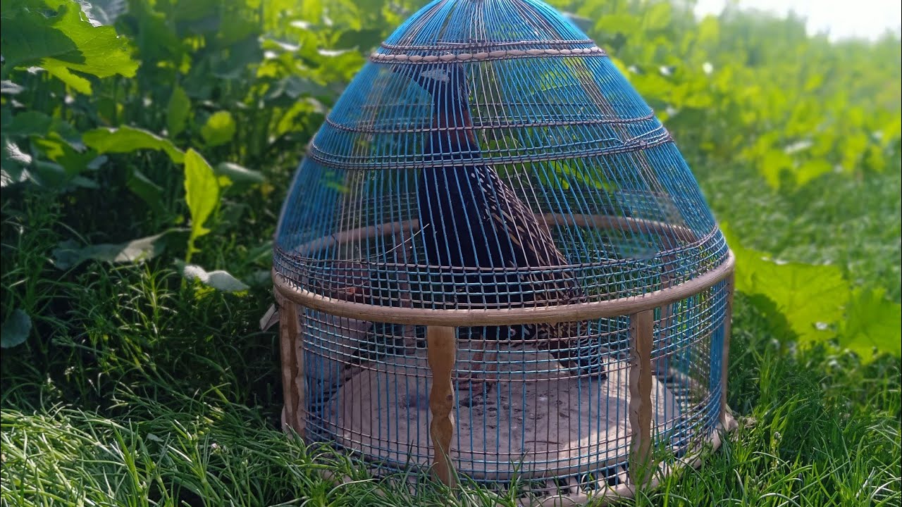 Beautiful voice of black Francolin Kala teetar ki awaz 