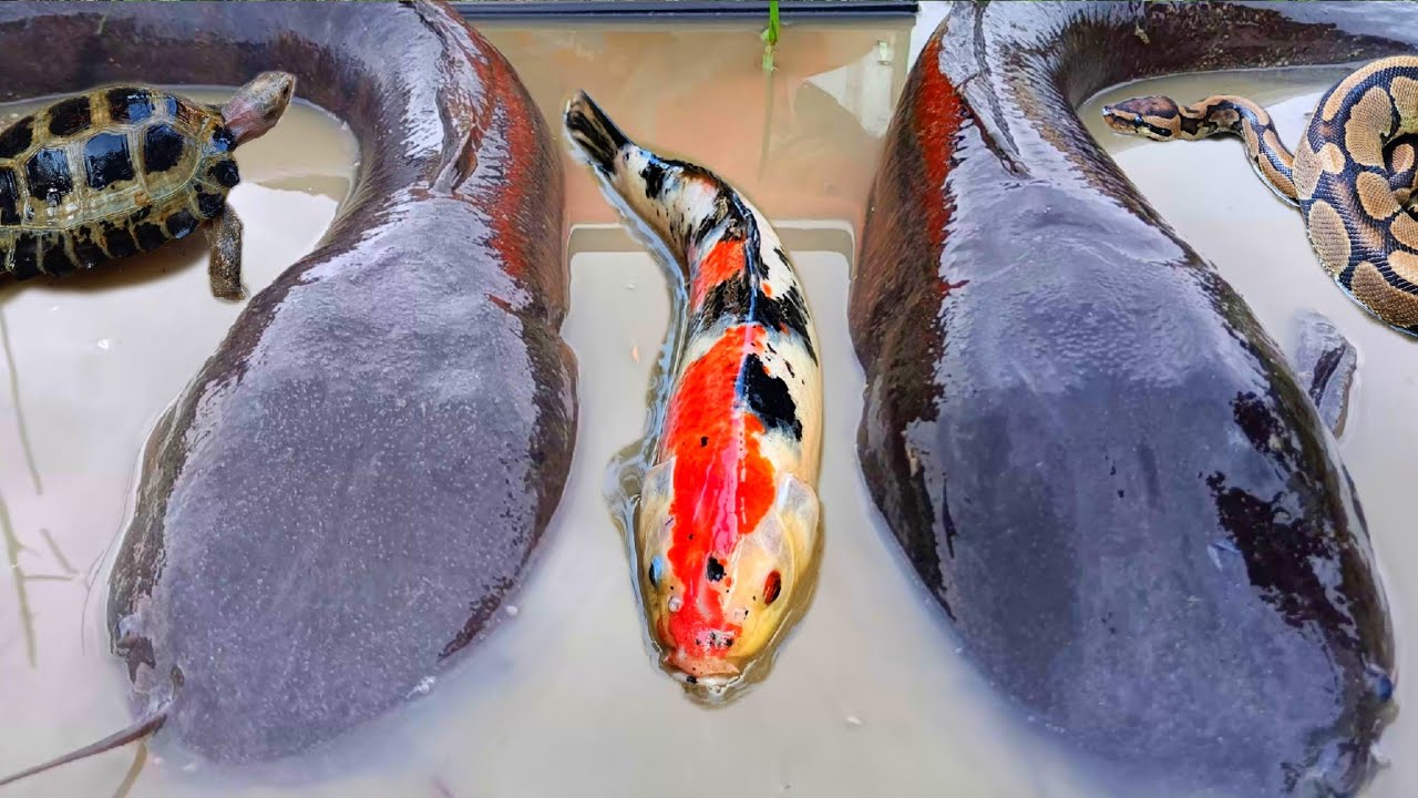Menangkap ikan lele raksasa dalam lubang ada ikan hias, ikan gabus, belut, kelomang dan kura kura