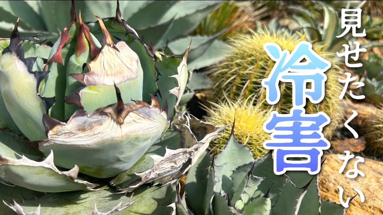 【ドライガーデン】地植えアガベの冷害報告。乱高下する天候による被害！