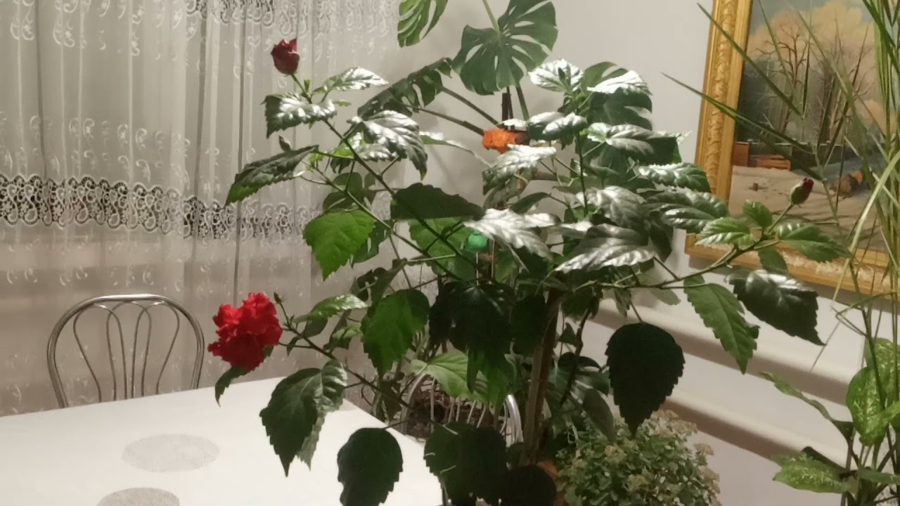 Лучшее удобрение для китайской розы.Бутон на каждой веточке .