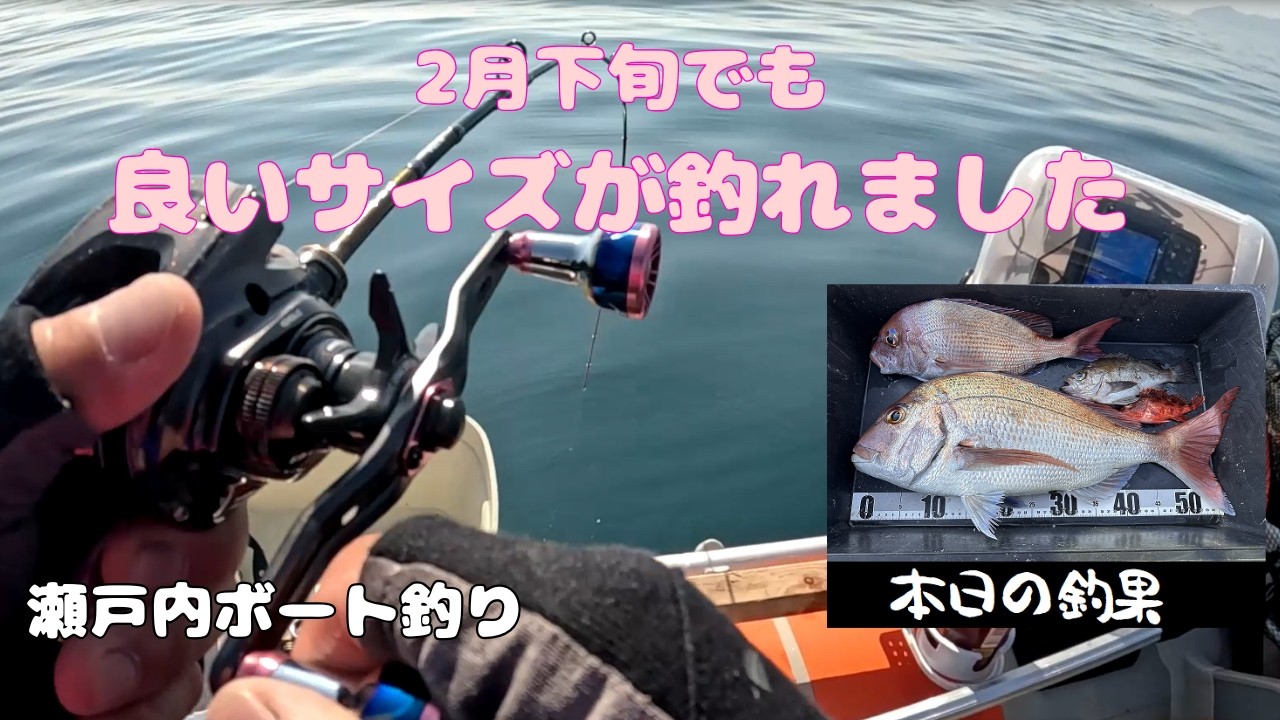 【タイラバ】【タイラバサビキ】【瀬戸内】2026.2月下旬、なかなか良いサイズが釣れました。