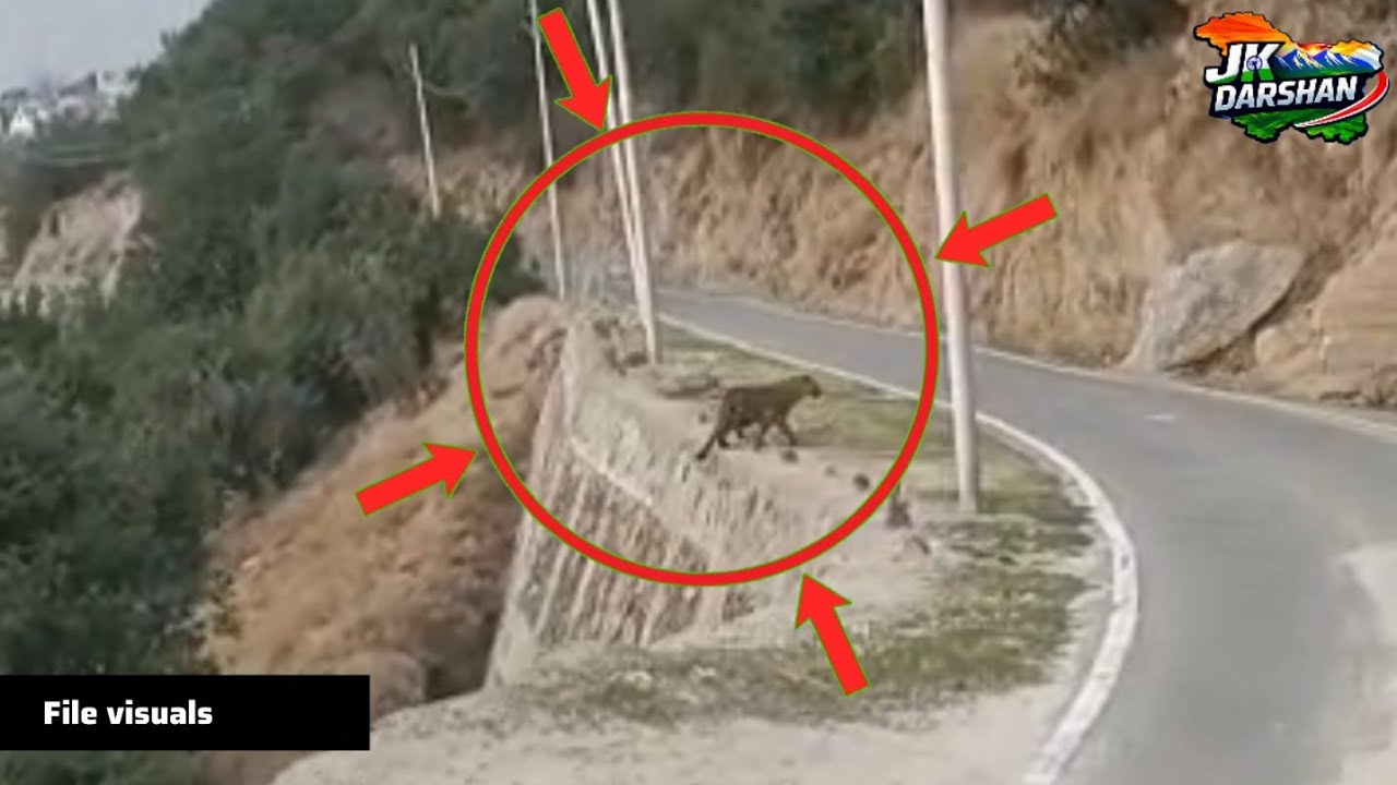 Doda: Leopard Terror Continues in Shiva Village, 4 Sheep Killed, Residents Seek Wildlife Interven...