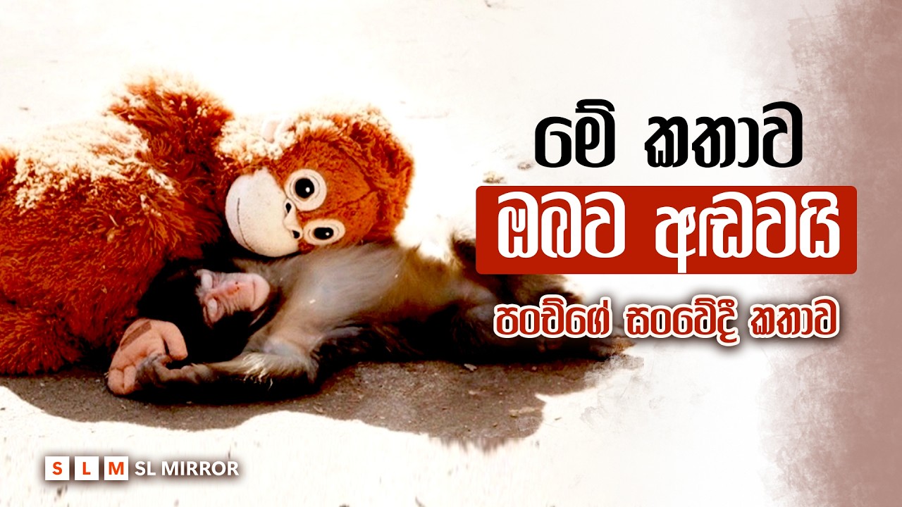 මේ කතාව ඔබව අඬවයි | වඳුරු පැටියාගේ සංවේදී කතාව | SL Mirror Features