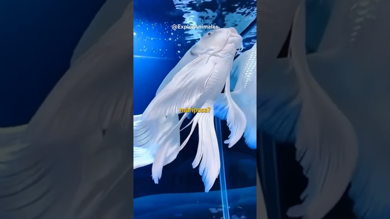 El pez m&aacute;s lindo del mundo, el Koi Platinum Mariposa!
