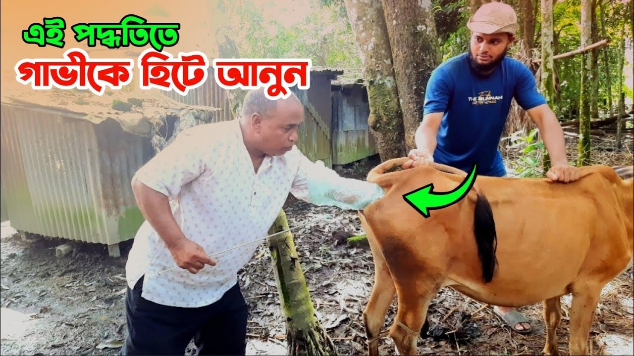 গাভীকে হিটে আনুন এই পদ্ধতিতে | গাভীকে হিটে  আনার কৌশল | নুর এগ্রো 