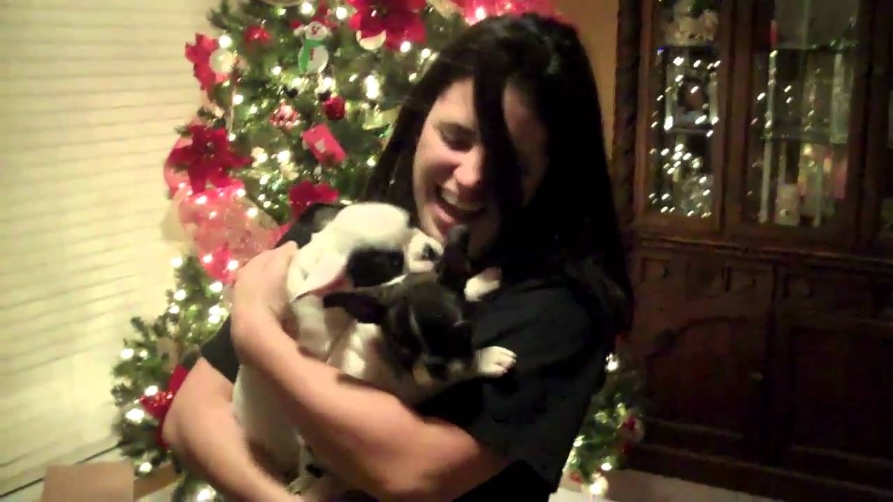 French Bulldog Under the Christmas Tree