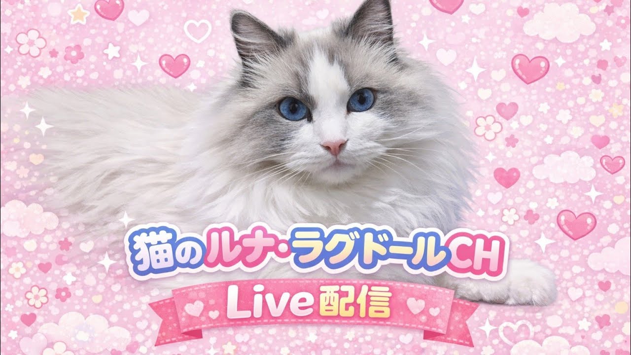 【No.92】今週も猫様を見ながら楽しく、お喋りLIVE😻15時までの猫様LIVEです😊#cat #kitten #cute #catlive