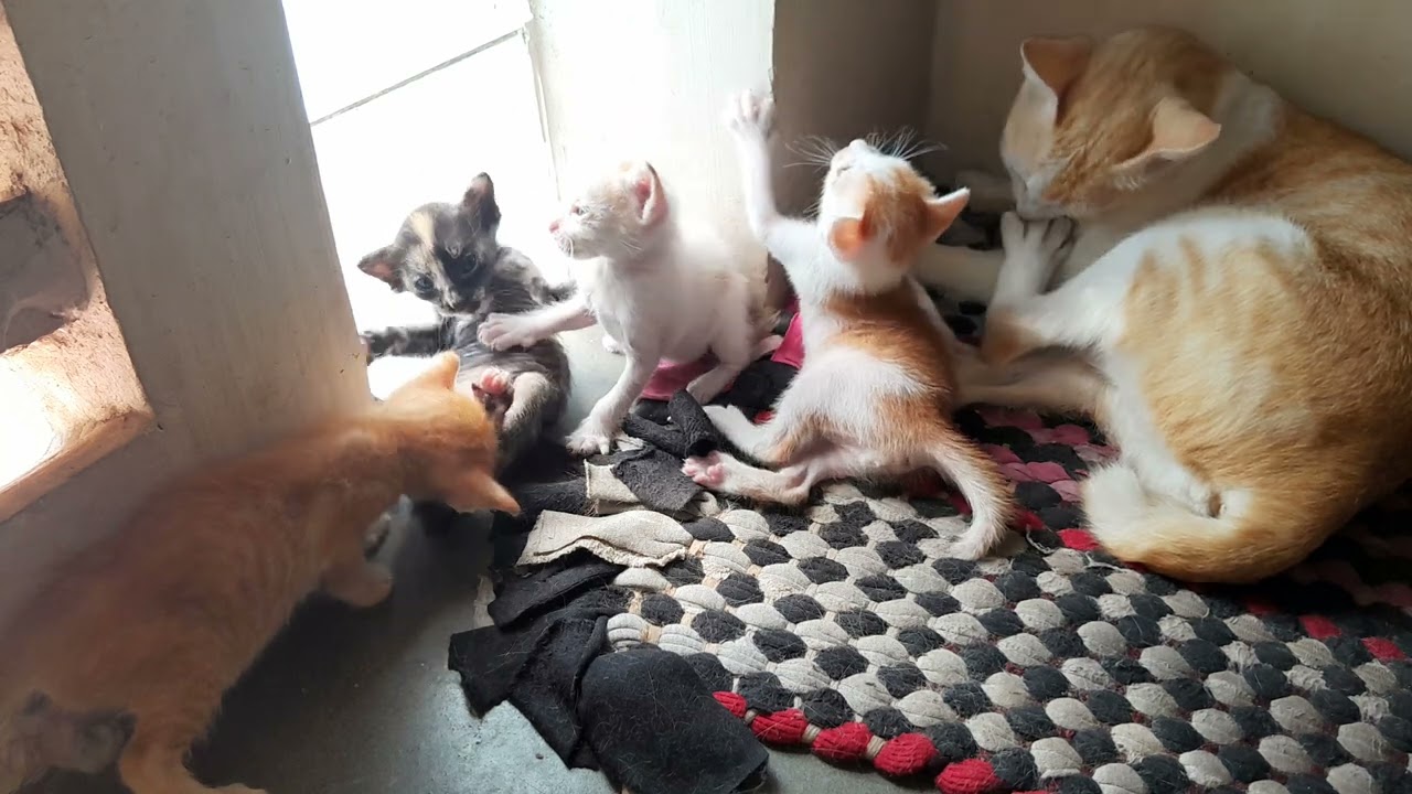 The little kittens are getting a good care from their mother 
