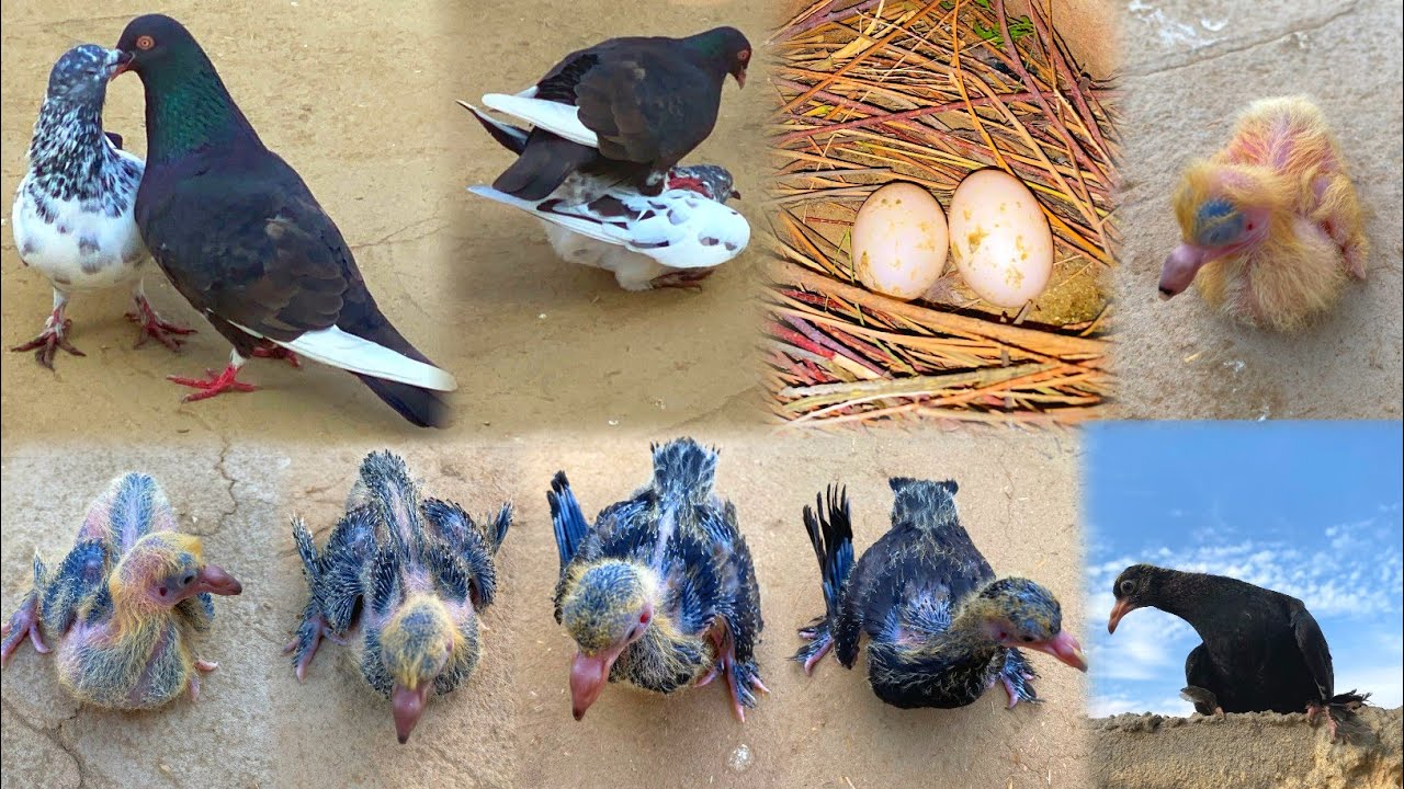 2 Qasid Pigeon Chick | Chick Growth Day By Day | Pigeon Chicks Eggs To Flying Video 