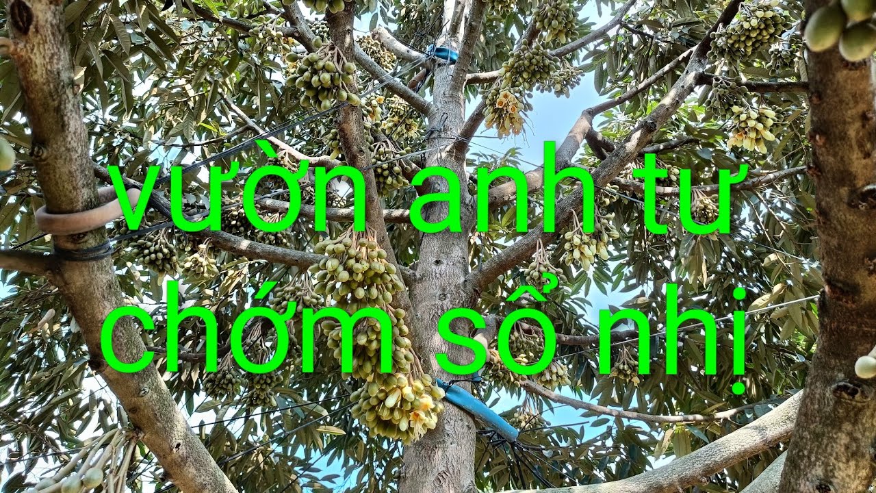 Thăm vườn cuối năm.út hiền 0978603449