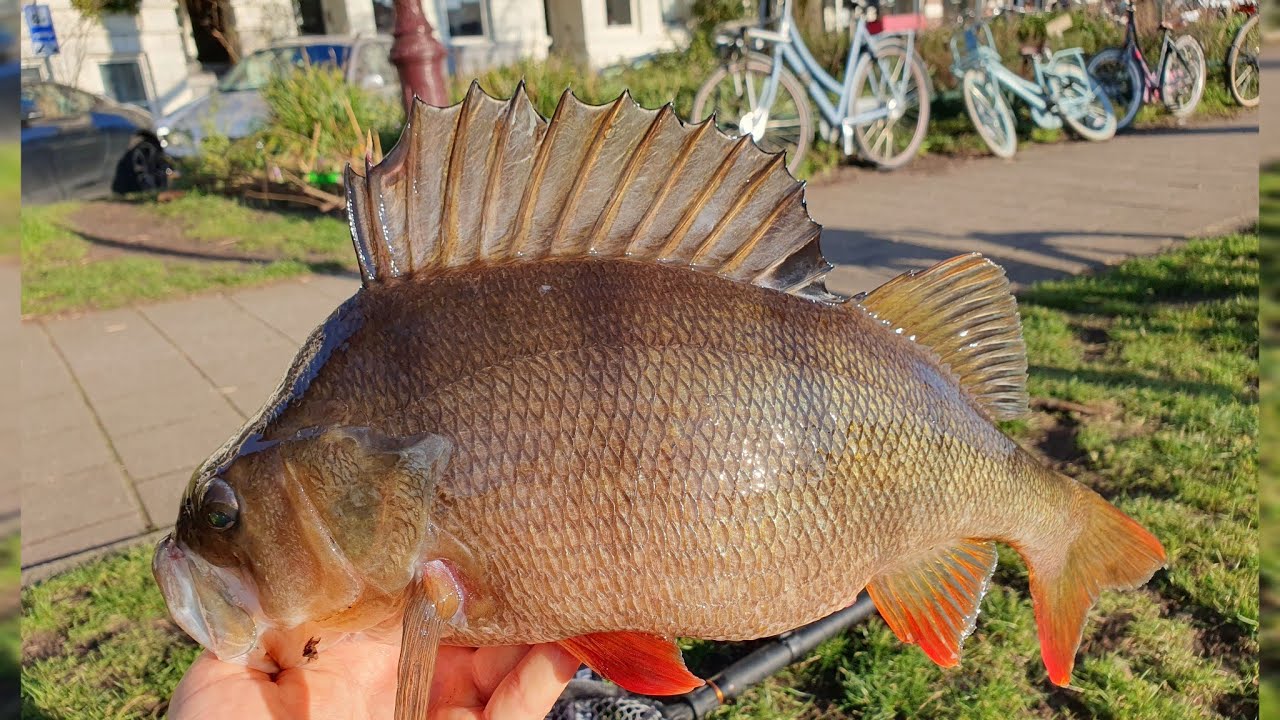 FAT Perch Fishing in AMSTERDAM CITY XXX