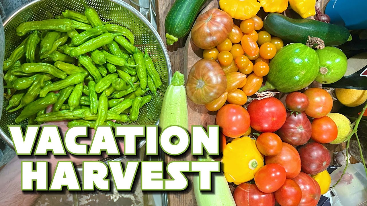 Я оставил свой сад на 5 дней... БОЛЬШАЯ уборка и сбор урожая