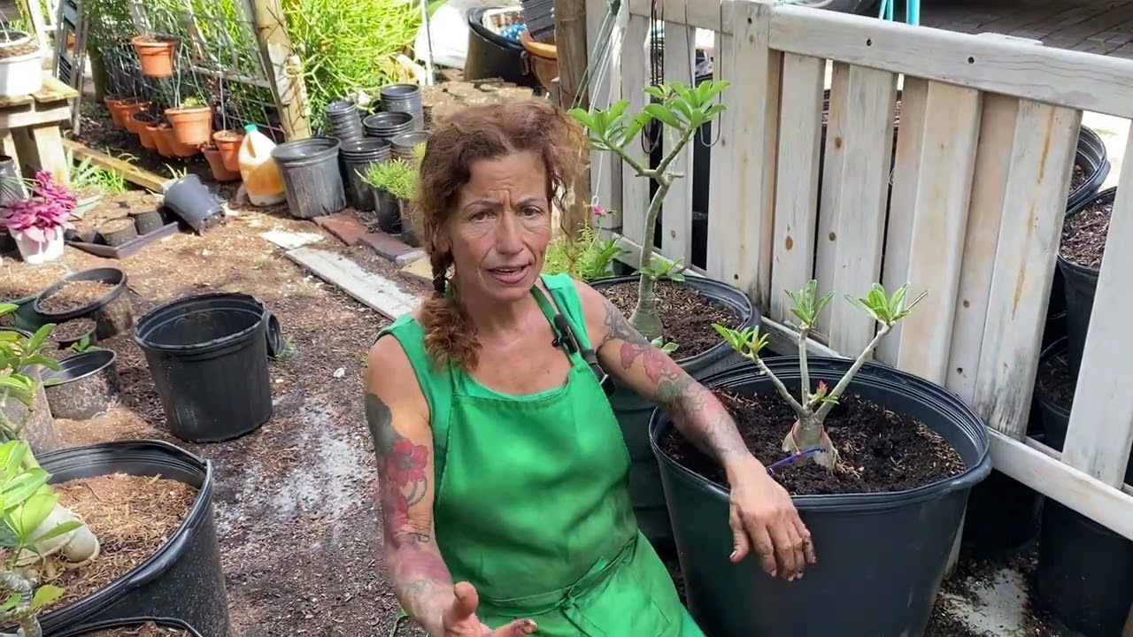 raising the desert rose to help it grow and saying good by to a old friend September 1, 2022