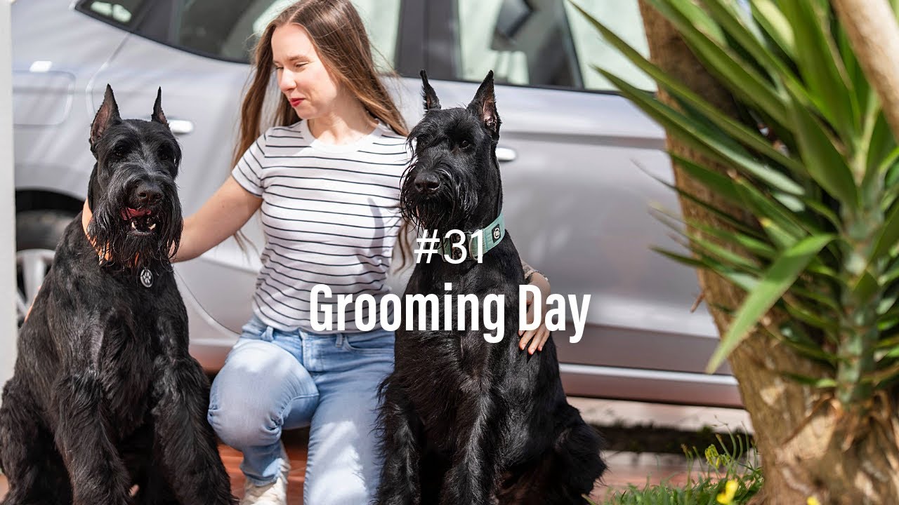 How we take Dogs to the Groomer,  Dog's beauty day | Ep. 31 | Life with Giant Schnauzers