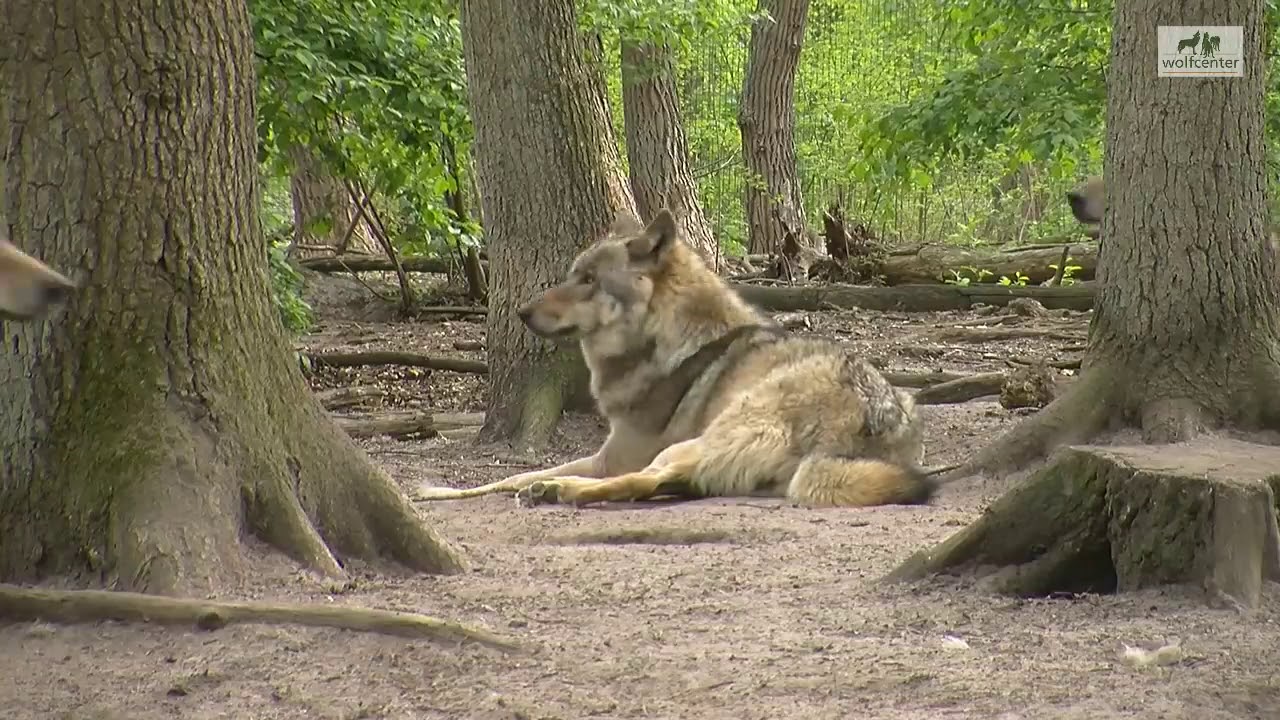 Wölfe für Menschen gefährlich? Wolfcenter Dörverden Wolf Angriff - by schuhplus Schuhe in Übergrößen