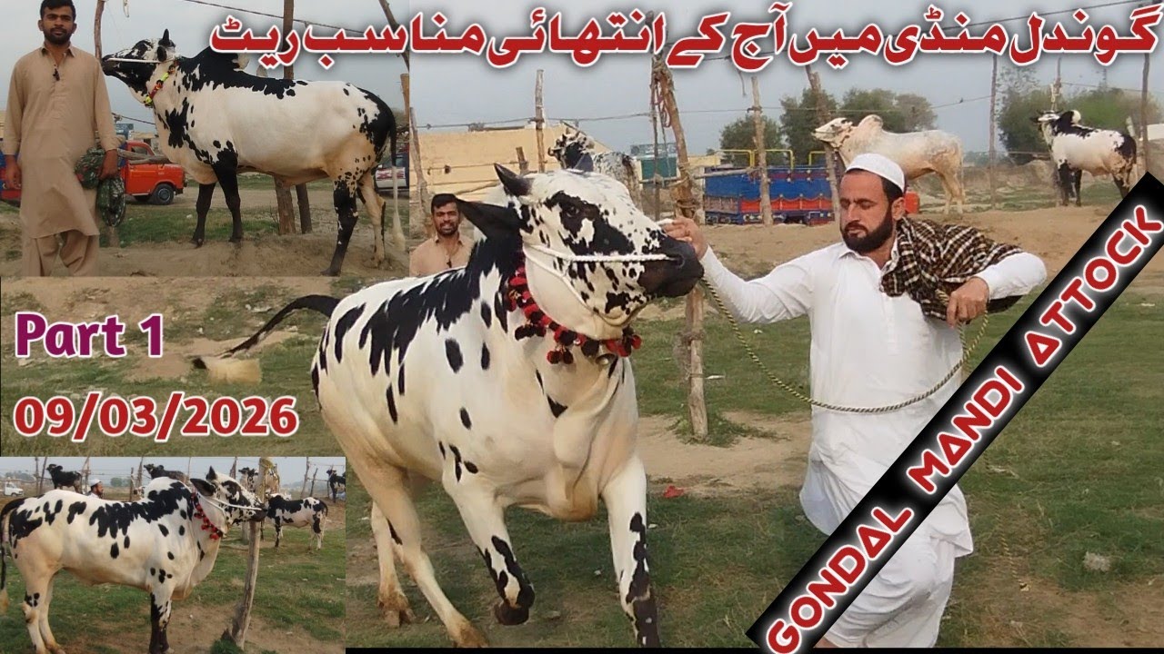 Today Gondal Mandi Attock Latest 09/03/2026 Fatehjangi Rate's Update @Wahbullcrazy Eid-ul-Adha 2026.
