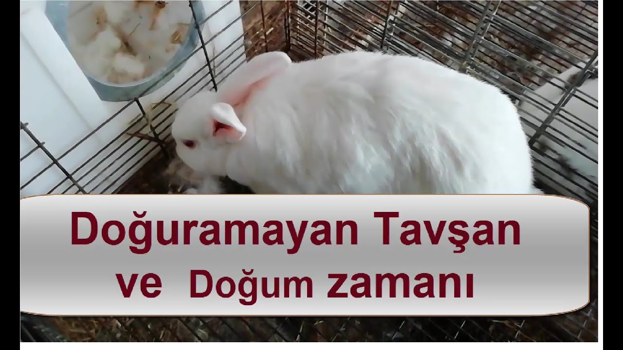 Doğuramayan tavşan. Doğum anı