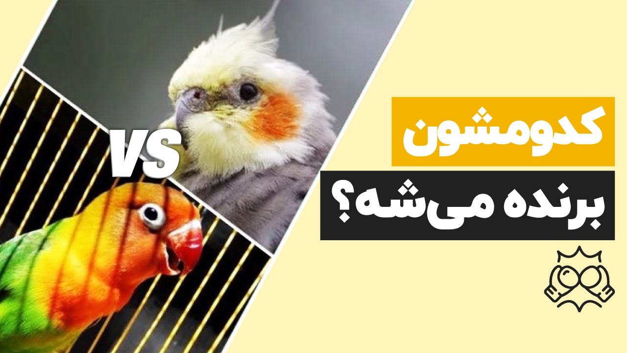 ✅عروس هلندی یا طوطی برزیلی؟🐦🔍 کدومشون برای من انتخاب بهتریه؟
