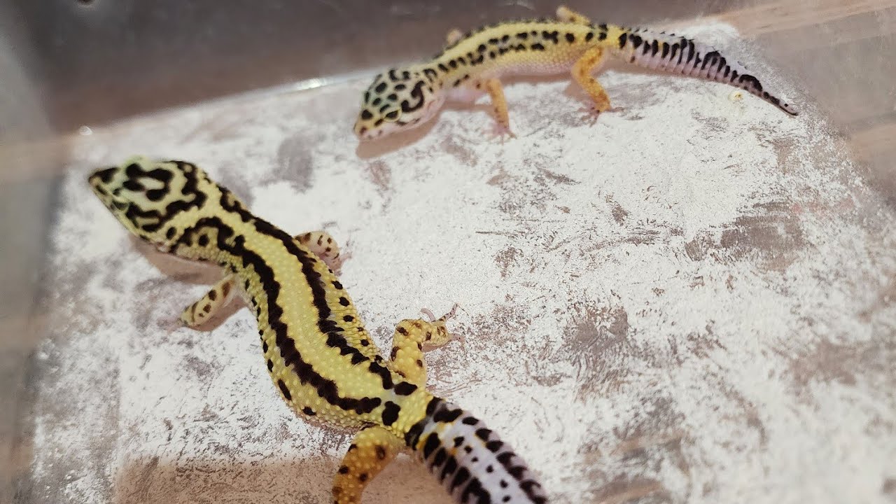 Alur Budidaya Leopard Gecko Ala Heavenland Reptile
