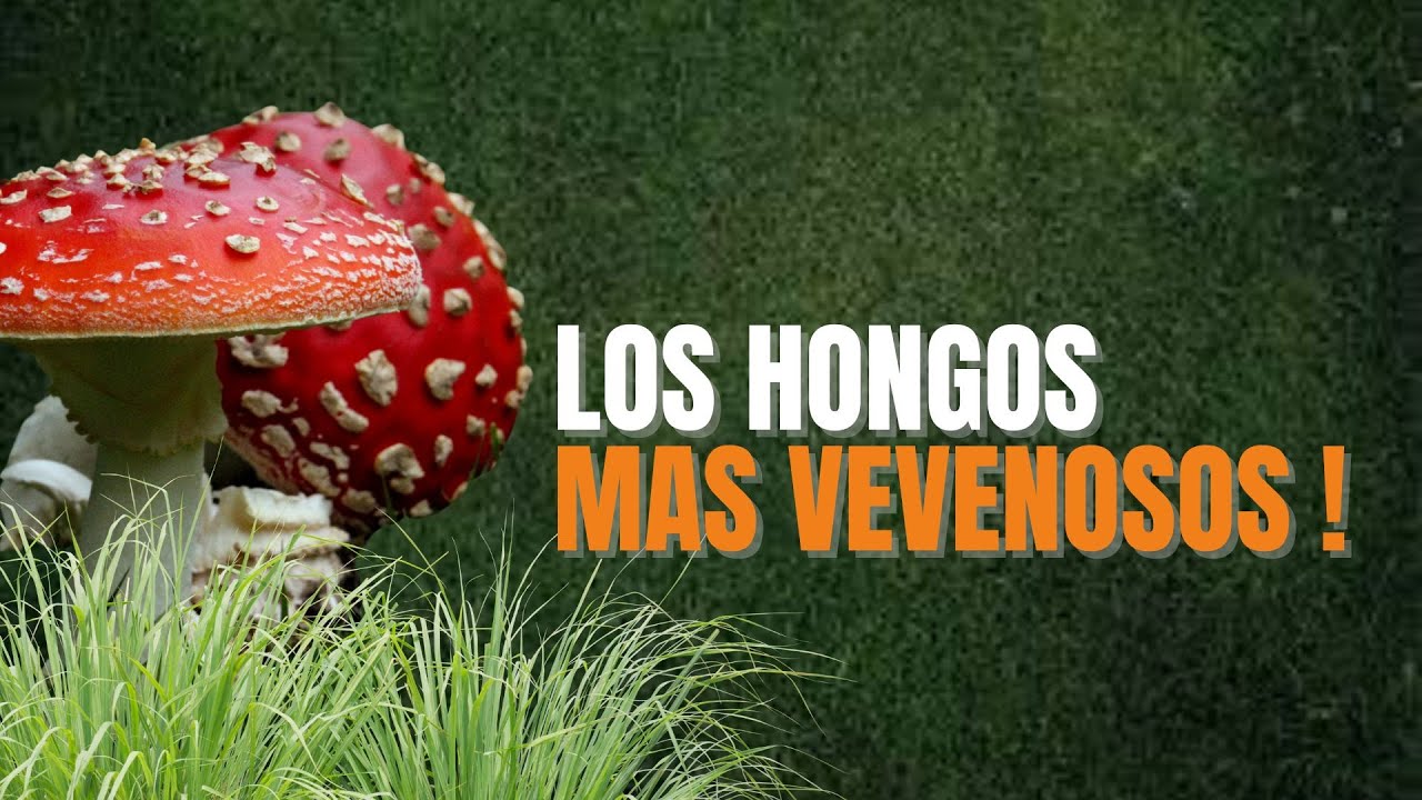 El hongo m&aacute;s mort&iacute;fero del mundo 💀