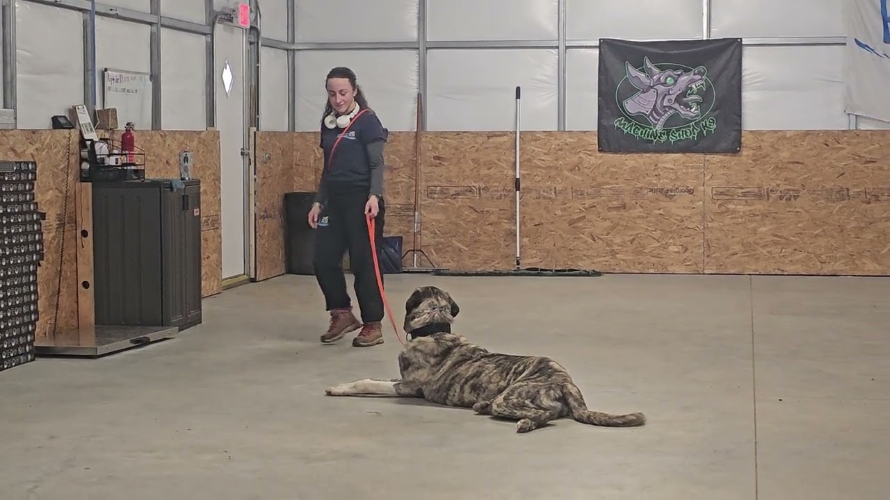 Maui on leash obedience training 3-3-26