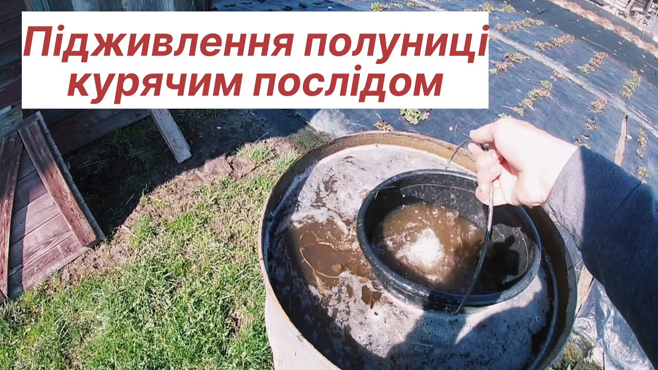 Чим підживити полуницю весною перед цвітінням?