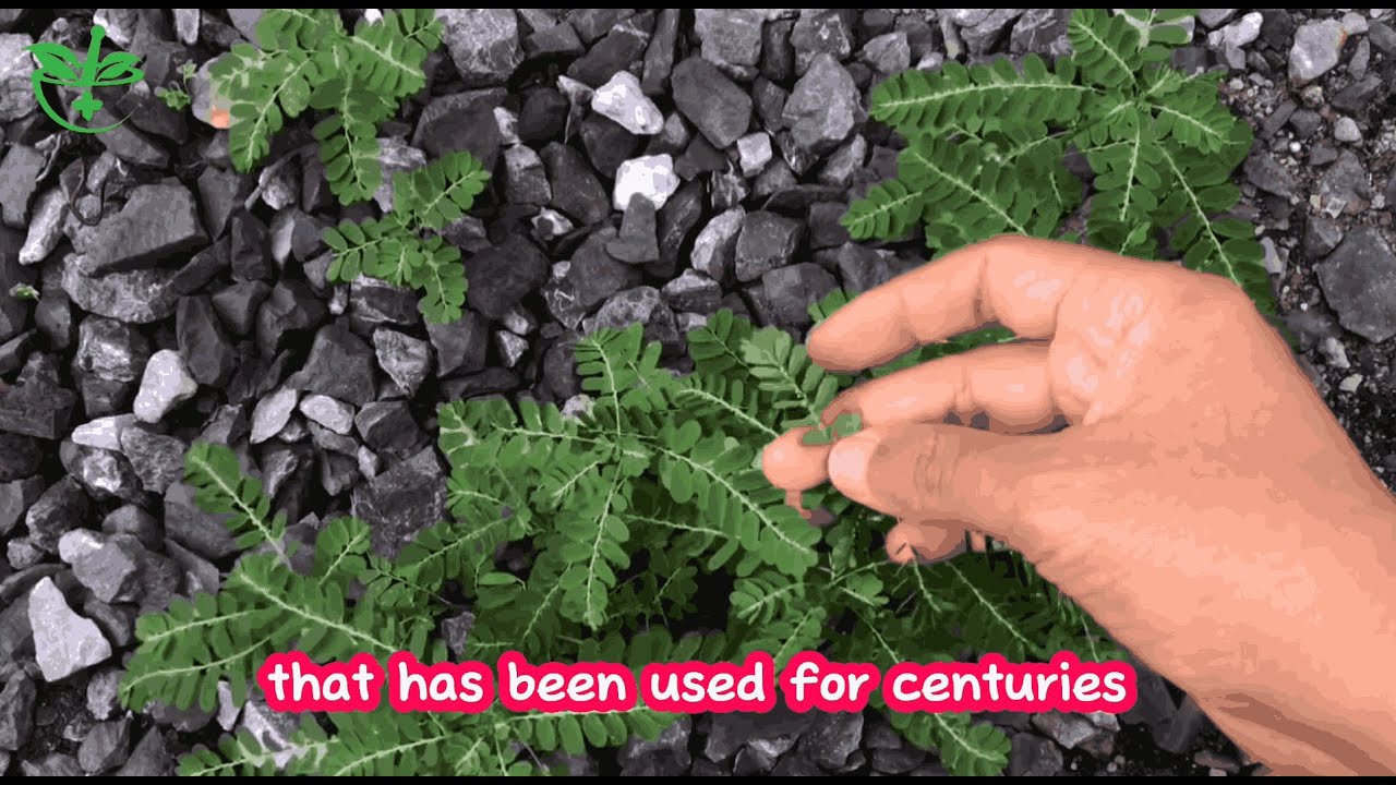 This Plant is Called 