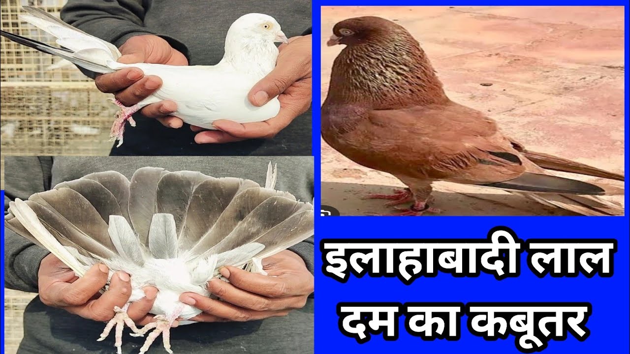 Lal dum wale Indian kabutar 🕊️// लाल दुम वाले कलदुमा कबूतर // Allahabadi kalduma Kabutar