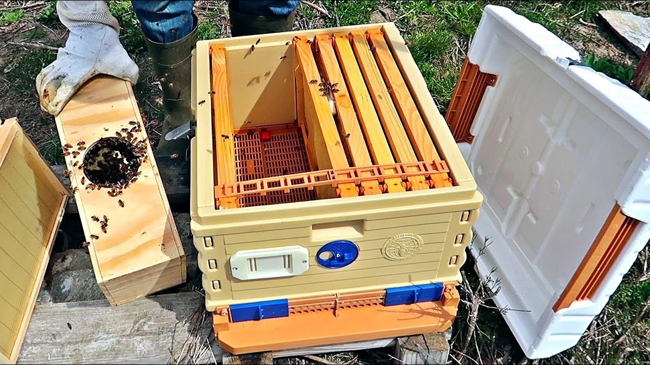 How to Install Bee Package?