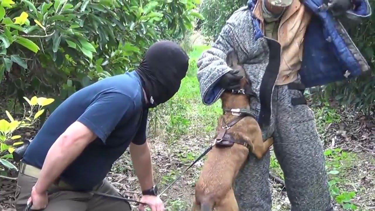 Anti-terror K9 Dog Training in Israel