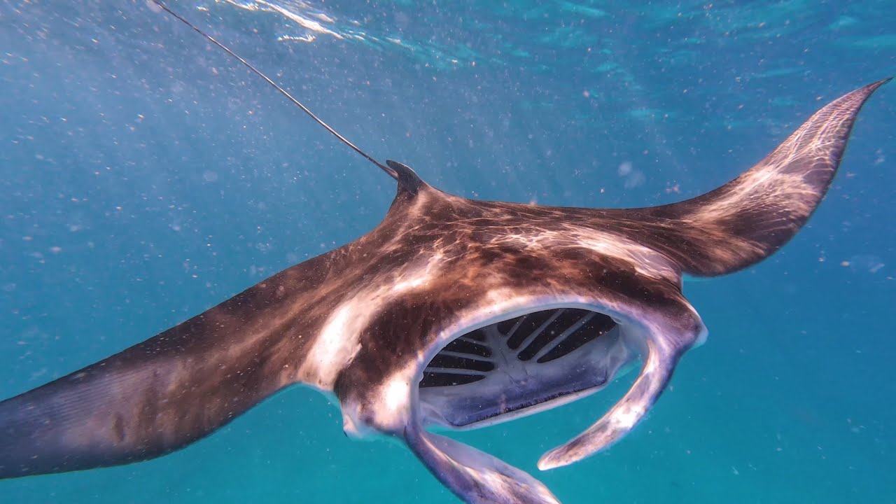 Мальдивы, плавание с мантами. Maldives, Manta Ray