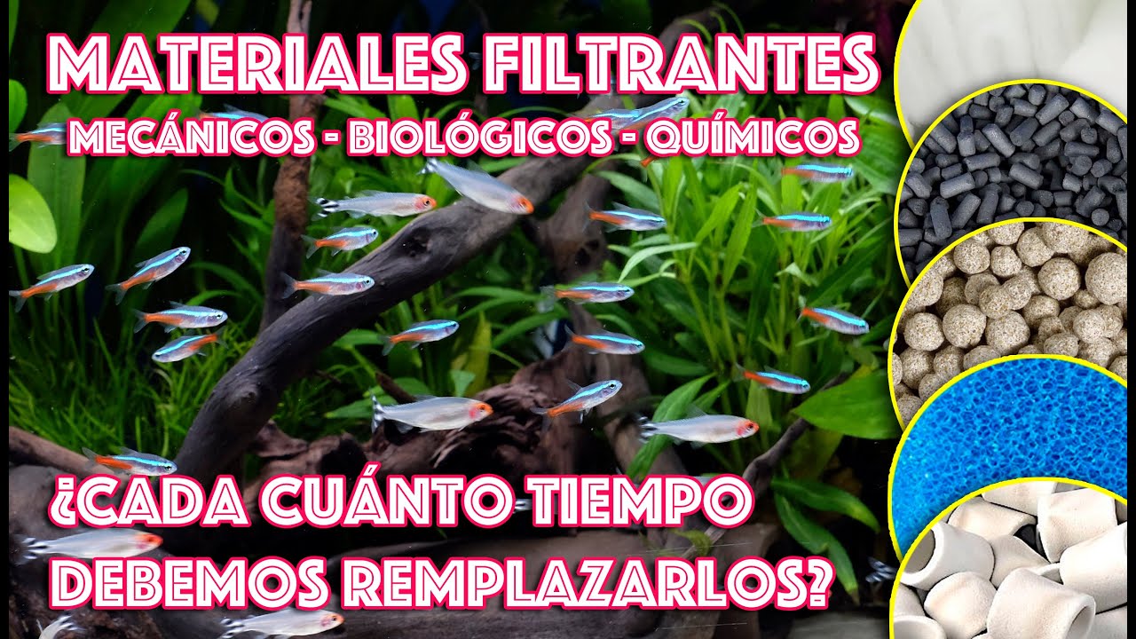 Filtración del acuario ¿Cuándo debemos remplazar los materiales filtrantes?