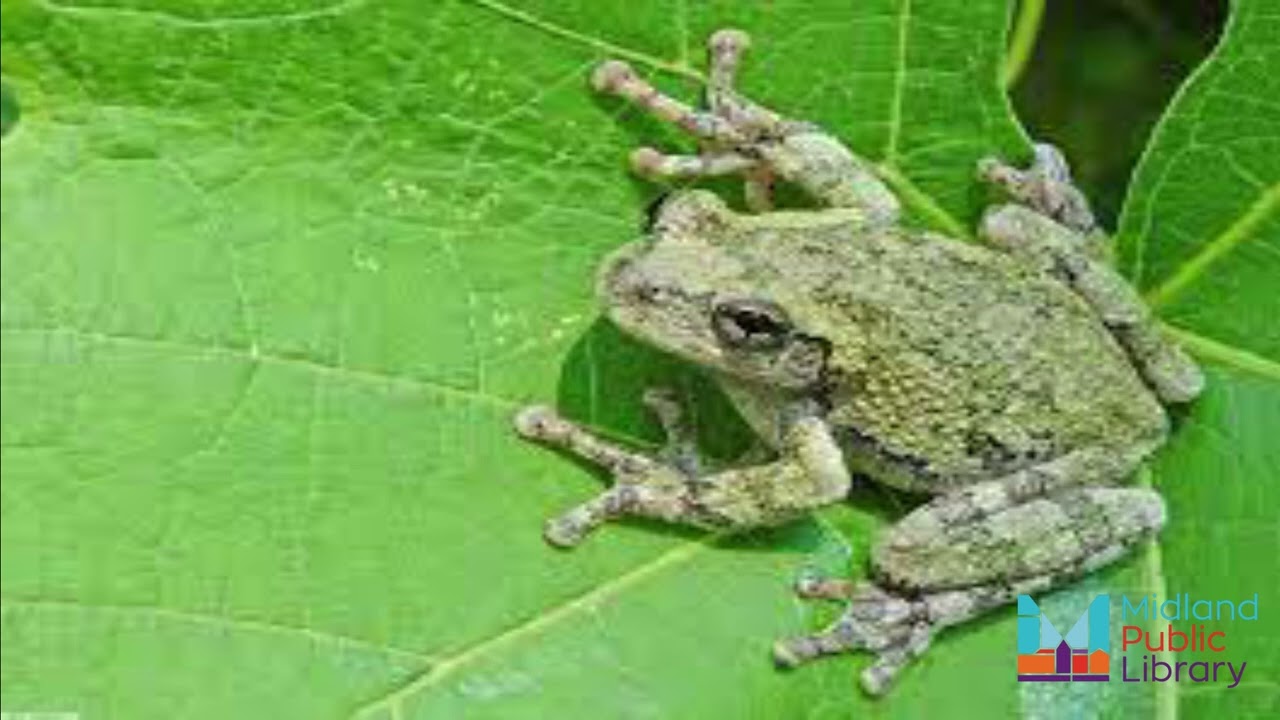 Know Your Local Species - Frogs