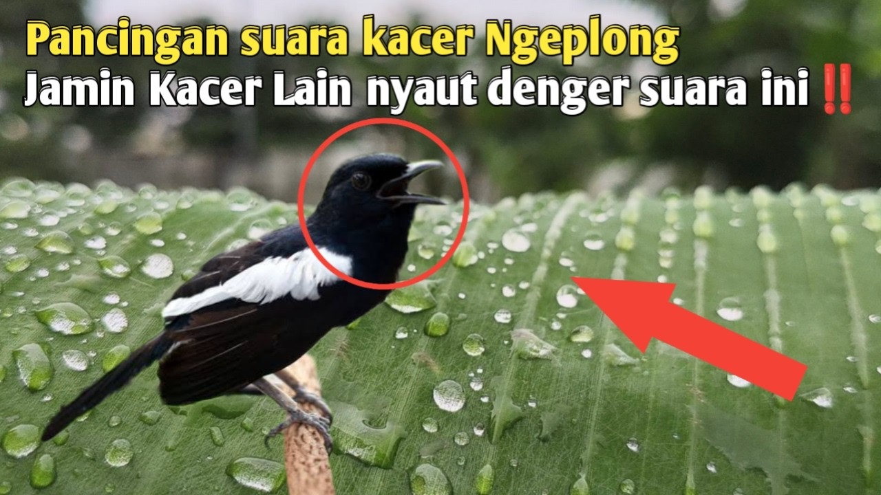KACER GACOR NGEPLONG TARUNG INI PALING AMPUH UNTUK PANCINGAN KACER AGAR EMOSI NYAUT