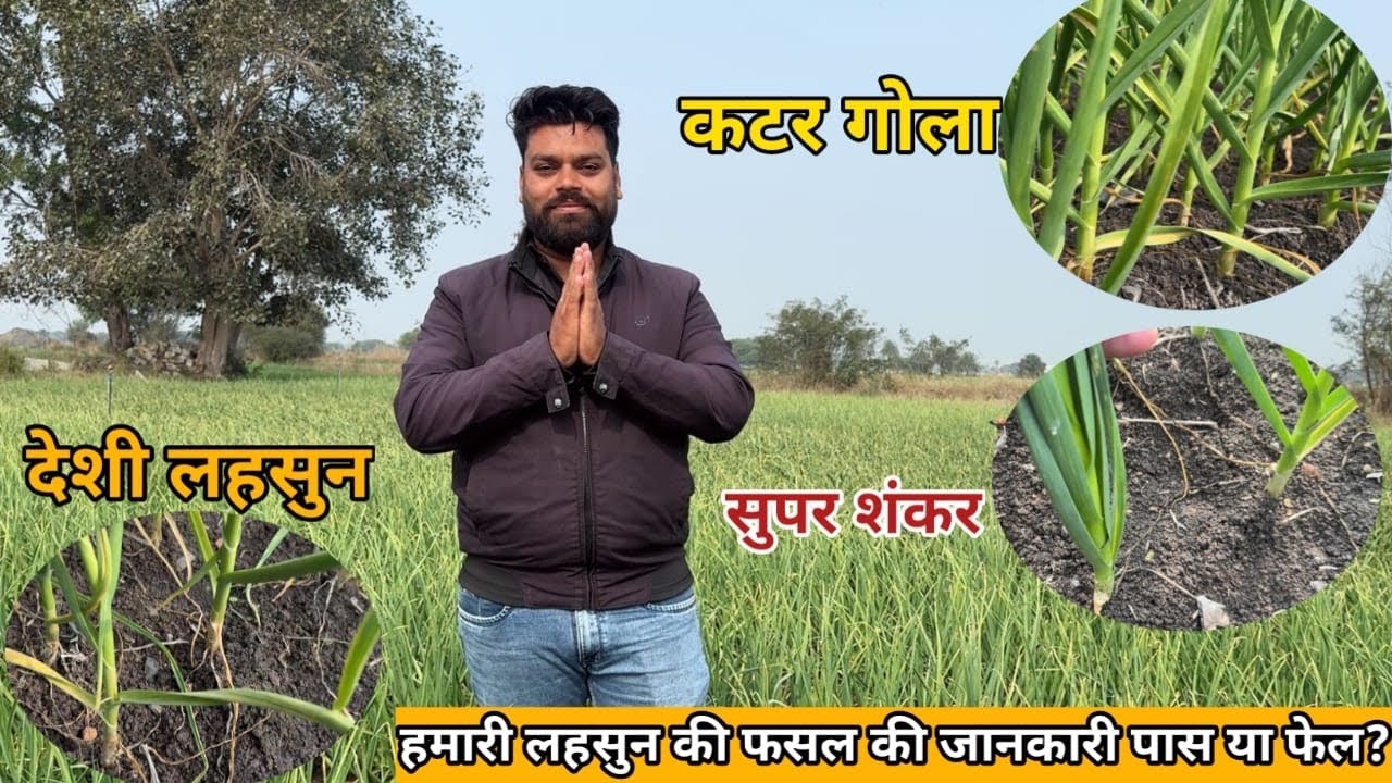 मनीष धाकड़ कैसे करता है लहसुन की खेती | Garlic Farming Full Details From Our Field | Lahsun Ki Kheti