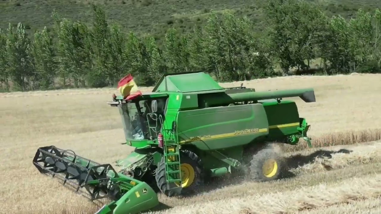 Cosechando trigo de barba Rebolledillo de la Orden.
